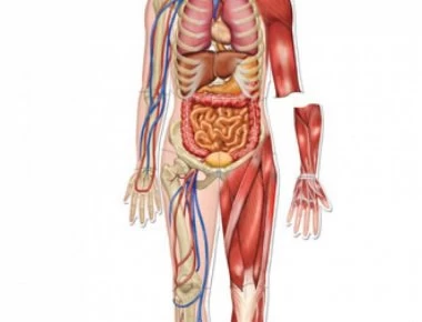 Αγγειίτιδα: Τα «αθώα» συμπτώματα από σοβαρό πρόβλημα στα αγγεία